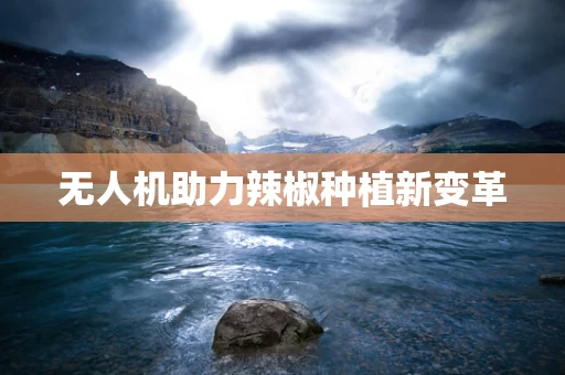 无人机助力辣椒种植新变革